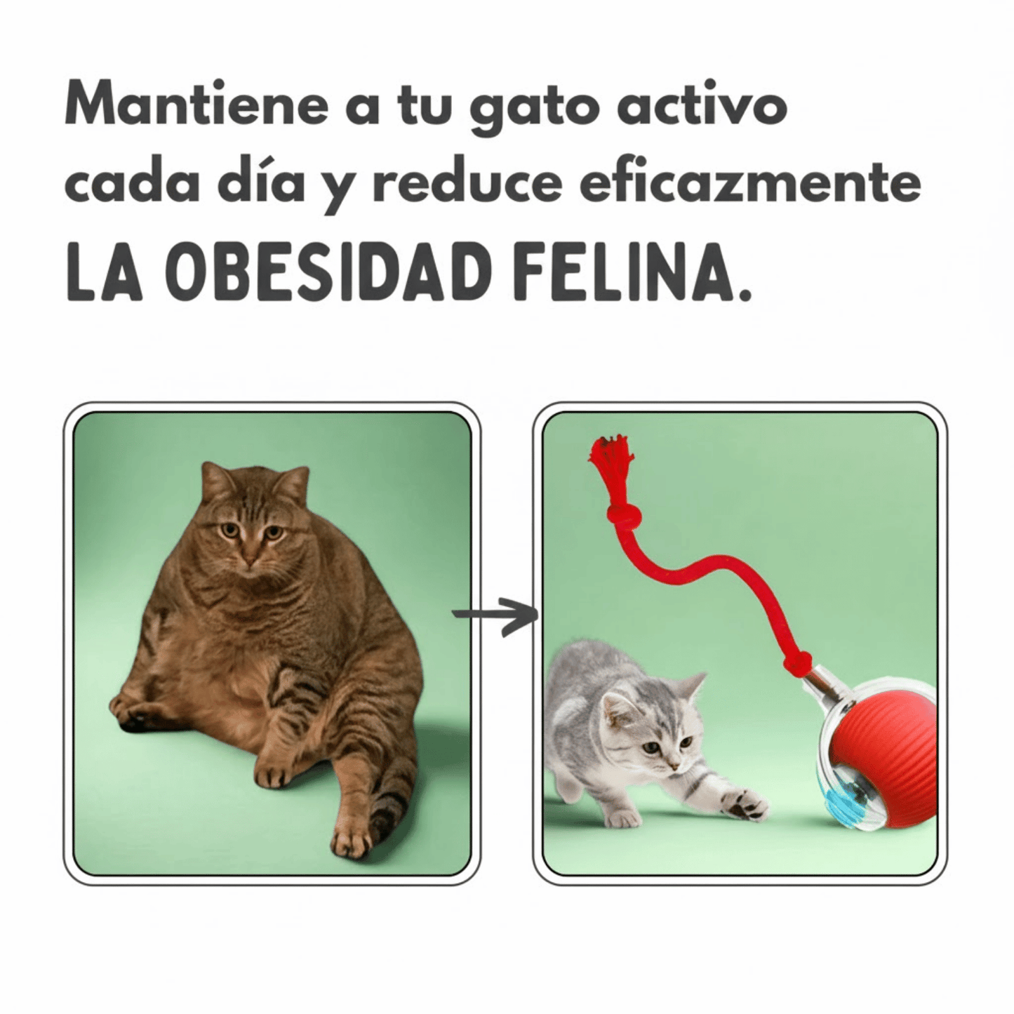 La Pelota MiauBall™ - Diversión Ilimitada para tu gato